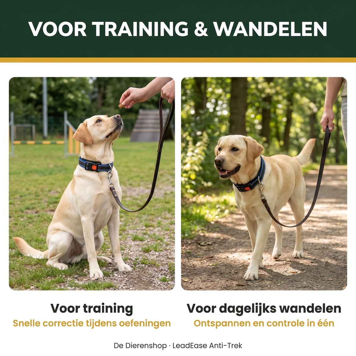 LeadEase voor training én dagelijks wandelen — hond aangelijnd tijdens beide