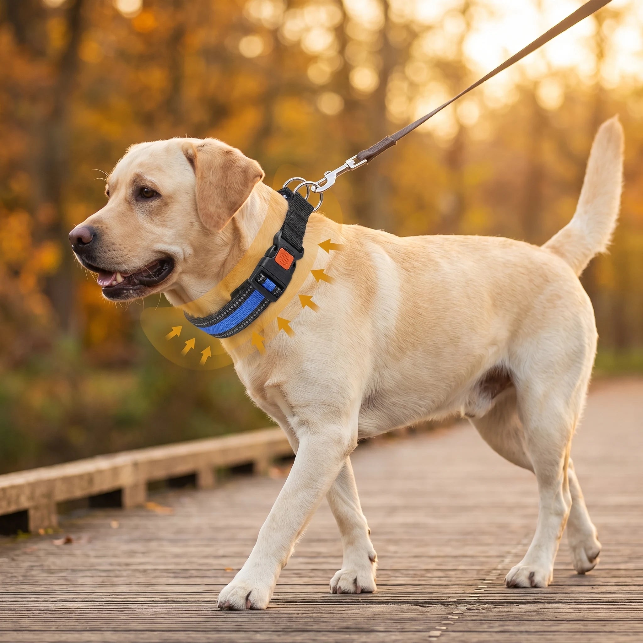 Sideview labrador wandelt kalm aan lijn met LeadEase Blauw — visuele weergave drukverdeling