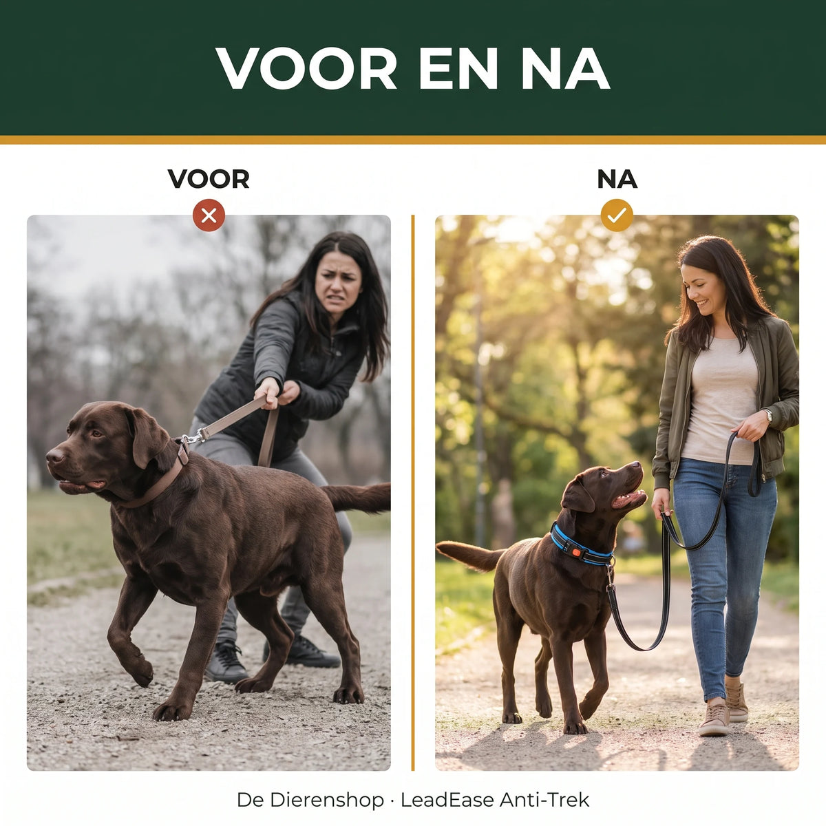 Voor en na: chocolate labrador trekt aan gewone halsband vs. loopt kalm met LeadEase Blauw